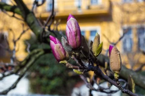 Purple bud in spring Stock Photos
