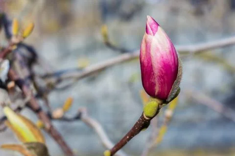 Purple bud in spring Stock Photos