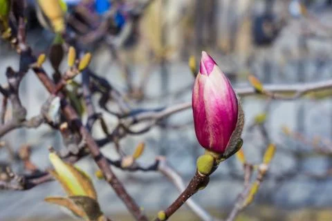 Purple bud in spring Stock Photos
