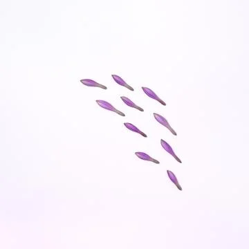 Purple buds composition in flat lay. Stock Photos
