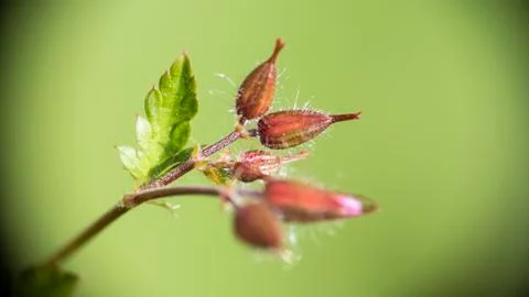 Purple buds 스톡 사진