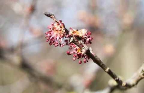 Purple buds in spring close up Stock Photos