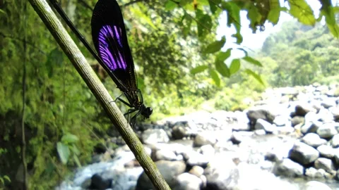 Purple butterfly medium shot Stock Footage 161690846
