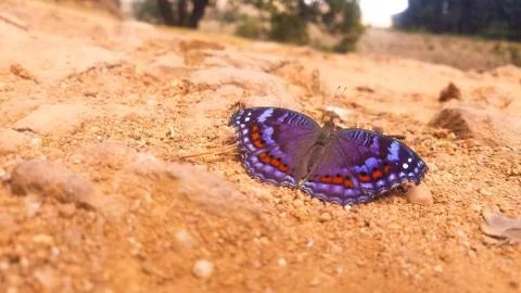 Purple butterfly Stock Photos