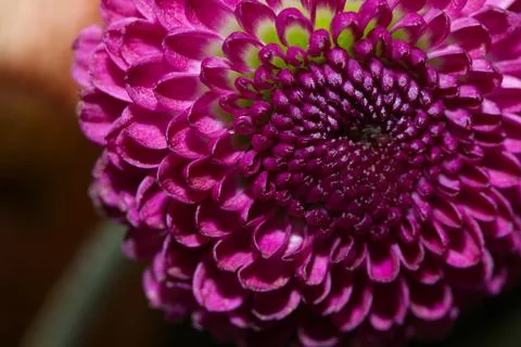 Purple Button Chrysanthemums Foto stock