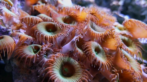 Purple Button Polyp, protopalythoa mutuki Stock Footage 106523156
