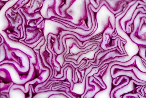 Purple Cabbage Close Up Stock Photos