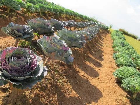 Purple cabbage field Stock Photos