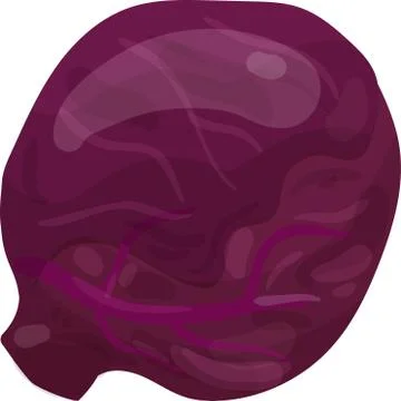 Purple Cabbage isolated on white background. Vector illustration. Stock Illustration