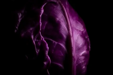 Purple cabbage lit on a black background Stock Photos