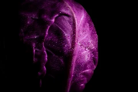 Purple cabbage lit on a black background Stock Photos