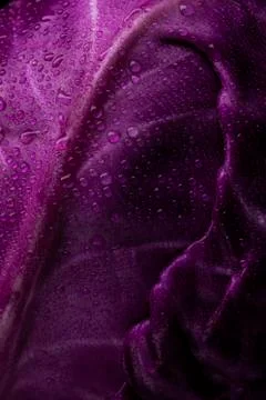 Purple cabbage lit on a black background Stock Photos