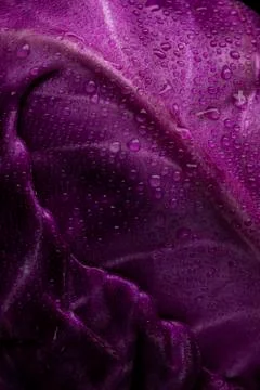 Purple cabbage lit on a black background Stock Photos