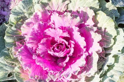 Purple cabbage Stock Photos