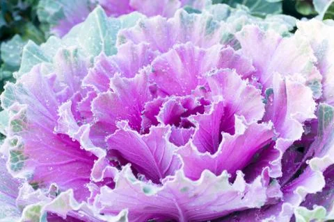 Purple cabbage Stock Photos