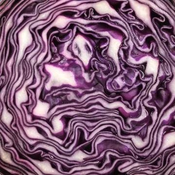 Purple cabbage Stock Photos