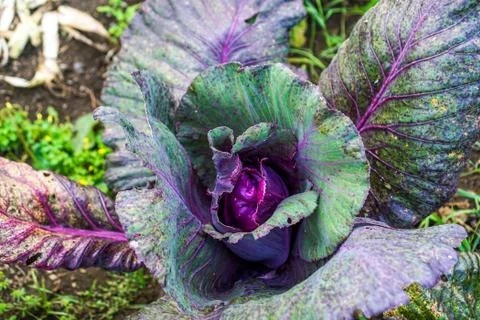 Purple Cabbage Stock Photos