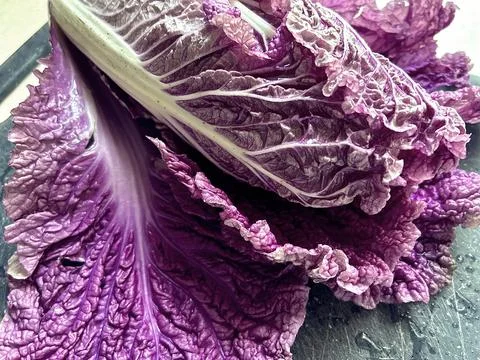 Purple cabbage Stock Photos