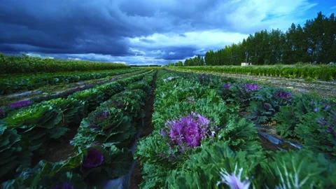 Purple cabbage on the plateau Video stock 157044672