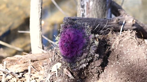 Purple cabbage in the wild Stock Footage 226825142