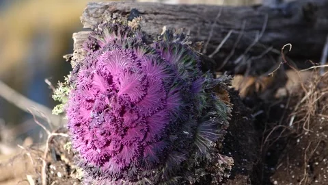 Purple cabbage in the wild Stock Footage 226825146