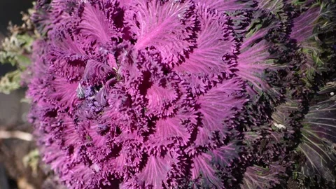Purple cabbage in the wild Stock Footage 226825147