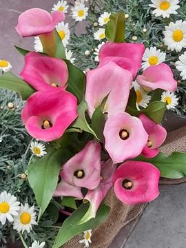 Purple calla lilies Stock Photos