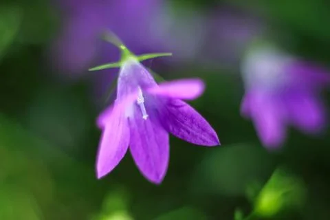 Purple campanula close-up. Selective focus, blur Stock Photos