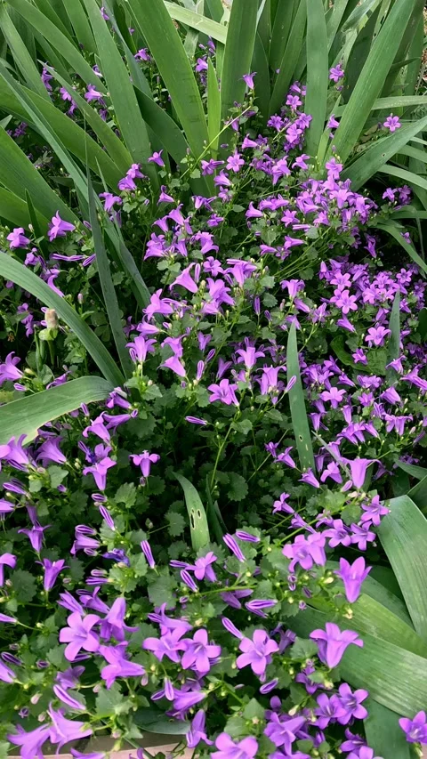 Purple Campanula Stock Footage 280049476