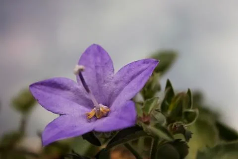 Purple Campanula Stock Photos