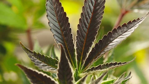 Purple Cannabis leaf Stock Footage 100994208