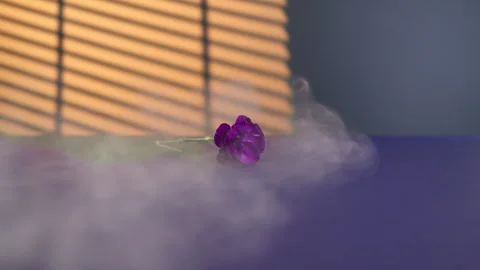 Purple carnation rests on a table, bathed in the warm glow of the setting sun Stock Footage 263488147