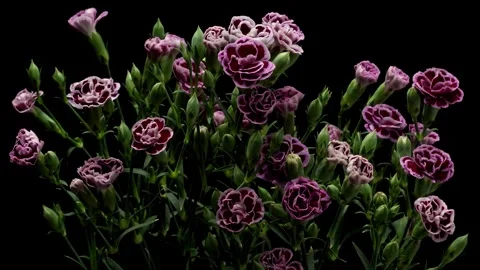 Purple Carnations Time-lapse Stock Footage 273836803