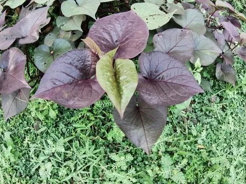 Purple cassava Stock Photos