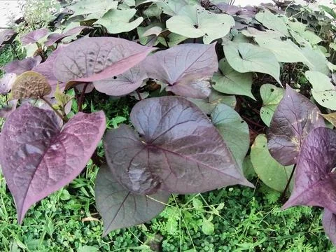 Purple cassava Foto stock