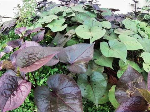 Purple cassava Foto stock