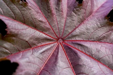 Purple castor bean leaf Stock Photos
