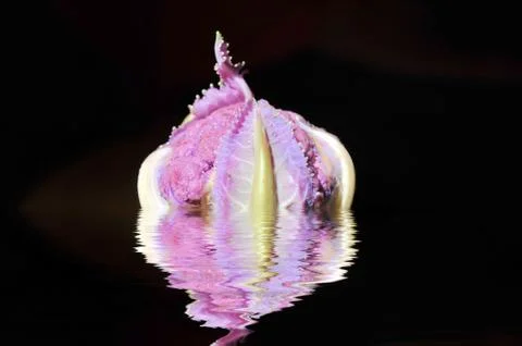 Purple cauliflower Stock Photos