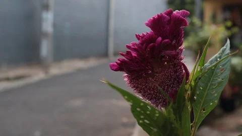 Purple Celosia Flower Video stock 117971207