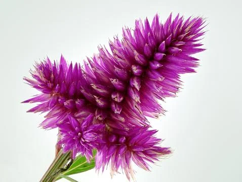 Purple Celosia with white background Stock Photos