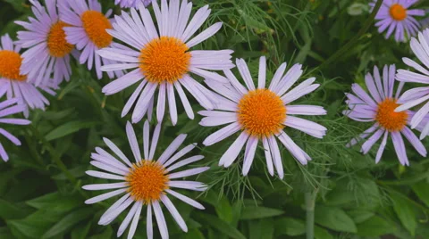 Purple chamomile in the garden Video stock 64793912