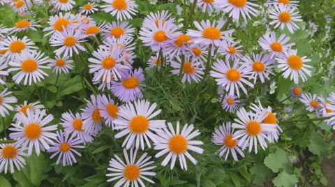 Purple chamomile in the garden Stock Footage 64794094