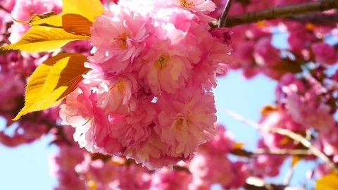 Purple cherry blossoms Vidéo 80147381