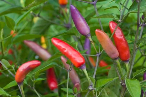 Purple Chilli Peppers Stock Photos