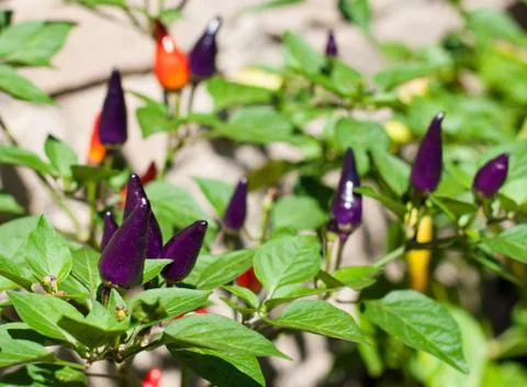 Purple chilly Foto stock