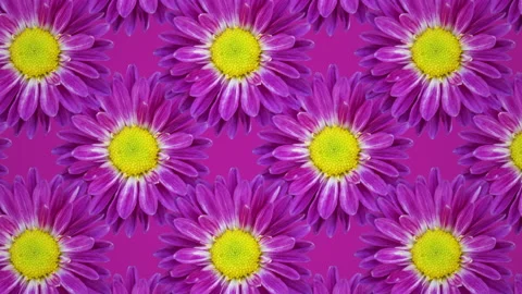 Purple chrysanthemum animated pattern background. Seamless loop concept floral Stock Footage 155254293