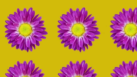 Purple chrysanthemum animated pattern on an orange background Stock Footage 153385340