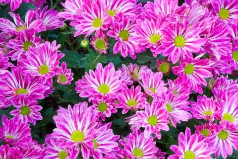 Purple chrysanthemum background Foto stock