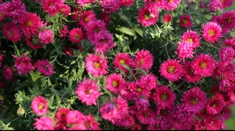 Purple chrysanthemum Stock Footage 921063