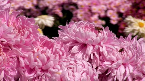 Purple chrysanthemums Stock-Footage 549234